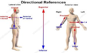 Istilah Anatomi Tubuh Manusia Istilah Anatomi Tubuh Manusia