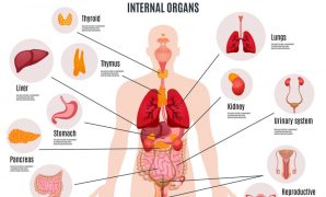 Sitem Tubuh Manusia Sistem PAda Tubuh Manusia Anatomi Fisiologi
